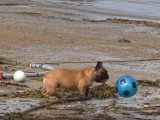 Un Bouledogue Français joue au football sur une plage