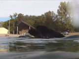 Des Terre-Neuve nagent sur et sous l'eau
