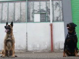 Rottweiler vs Berger Belge Malinois : qui est le plus fort pour attraper la balle ?