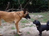 Un Caniche vs un Malinois