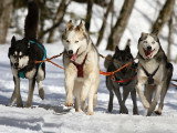 La Grande Odyssée Savoie Mont Blanc 2017 : des chiens d’exception prennent le départ