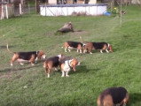 Une meute de Bassets artésiens normands joue ensemble