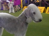 Exposition d'élégants Bedlington Terrier
