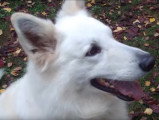Exercices d'obéissance avec un Berger Blanc Suisse