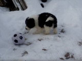 Un Karakachansko Kuche joue dans la neige et avec ses maîtres
