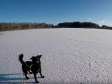 Jour de ski en compagnie du Berger des Pyrénées à face rase