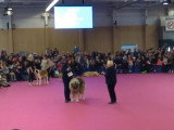 Le Berger du Caucase à l'honneur au Salon de l'Agriculture