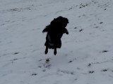 Un Chien Finnois de Laponie s'amuse dans la neige