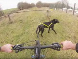 Balade à vélo avec un Berger Hollandais