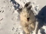 Vis ma vie : un Bobtail en Suisse