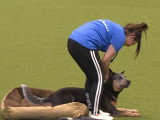 Concours d'obéissance en compagnie de Bouviers Australien