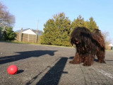 Un Puli joue à la balle