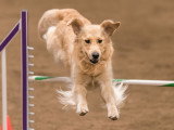 Les jeux sportifs pour jouer avec son chien