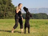 Les jeux d'obéissance pour jouer avec son chien