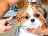 Comment éduquer et préparer un chien à une exposition canine ?