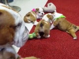 Des chiots Old English Bulldog se disputent devant leur mère