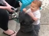 Un bébé et un American Bully se rafraîchissent au tuyau d'arrosage