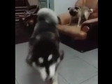 Un Husky et un American Bully jouent ensemble dans le salon