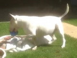 Un Bull Terrier étrenne son nouveau jouet dans le jardin