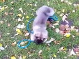 Un chiot tout excité lors de sa première sortie au parc