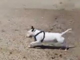 Un Bull Terrier s'amuse à la plage avec un autre chien
