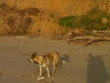 Balade et coucher de soleil sur la Volga pour un croisé Laïka / Lundehund