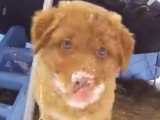 Des chiots Retriever dans la neige