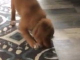 Un chiot fasciné par un glaçon