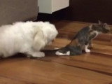 L'amitié entre un chien et un chat tous deux handicapés