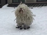 Un Puli dans la neige