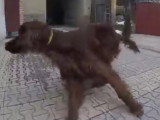 Un Setter irlandais ravi d'aller en promenade