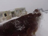 Un Setter irlandais joue dans la neige
