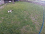 Un chien Braque français à l'entraînement
