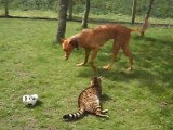 Un Chien du Pharaon et un Chat du Bengale dans le jardin
