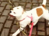 En promenade, ce chien adore... transporter des branches