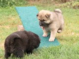 Moment de jeux dans le jardin pour des chiots Eurasier