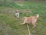 Comment fatiguer un Griffon Fauve de Bretagne ?