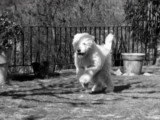 C'est mon choix : des chiens au look incroyable
