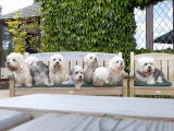 Une séance photo avec 8 Dandie Dinmont Terriers
