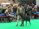 Lévrier Écossais en concours à Crufts, Birmingham