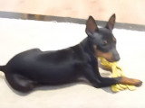 Deux English Toy Terrier jouent à rapporter un objet