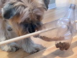 8 jouets pour stimuler mentalement votre chien