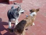Un Aïdi et un Husky Sibérien jouent ensemble
