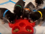 Une portée d'Alaskan Klee Kai jouant dans leur enclos