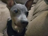 L'American Hairless Terrier, un chien hyperactif