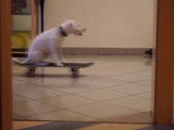 Une compilation de séquences drôles avec le Jack Russell