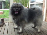 Ky, le chien Keeshond excité quand il joue