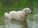 Séance promenade et trempette pour un Kuvasz