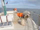 Un Terrier Tibétain qui a le pied marin