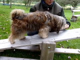 Découverte de l'agility pour deux Tibetan Terrier